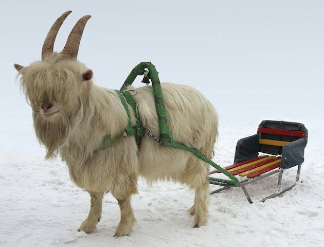 Goat harnessed to a sleigh