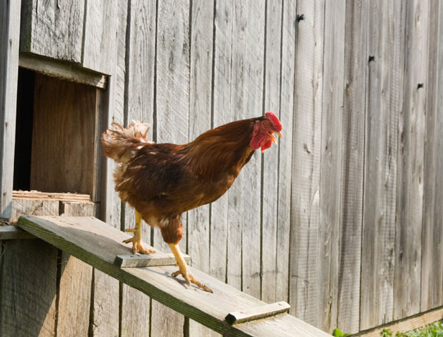 iStock
