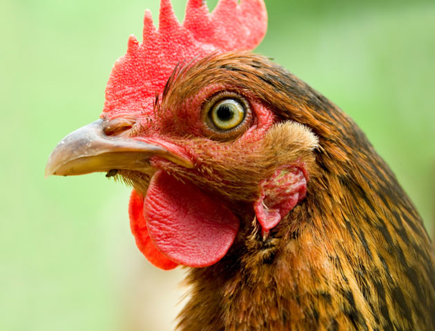 chickens-head