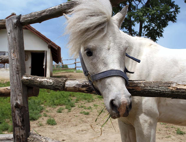 Horse with fringe