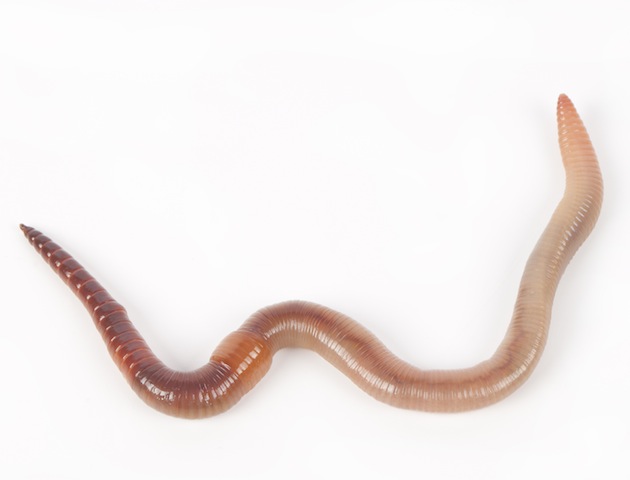 Naughty bits: wriggly worm