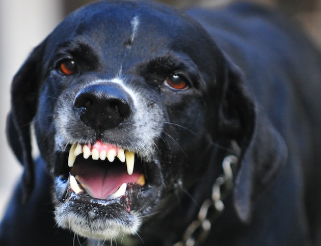 Not actual dog (Photo: iStockphoto)