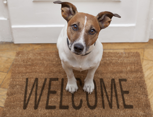 image of a dog sitting on a welcome mat