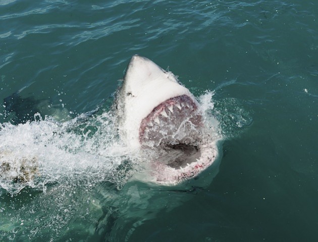 Endangered great white Shark