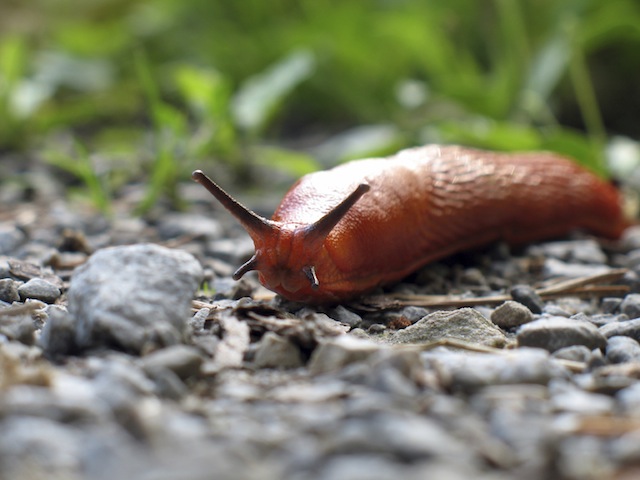 iStockphoto