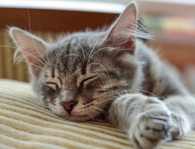 resized-iStock_000067590393_Medium