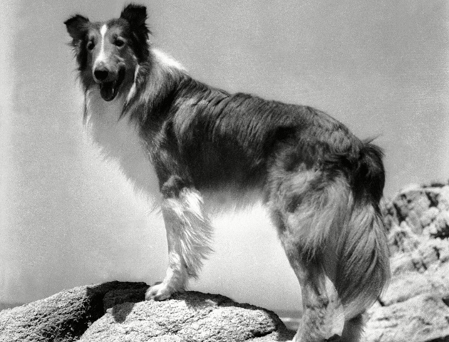 image of lassie from film still