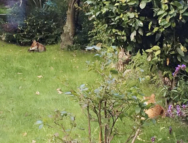 Fox and cat