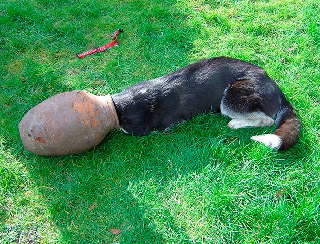 dog stuck with other animals dog stuck with other animals