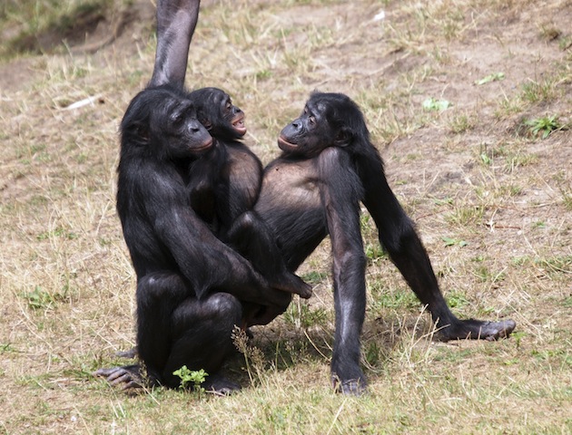 Orgasms: monkeys having sex