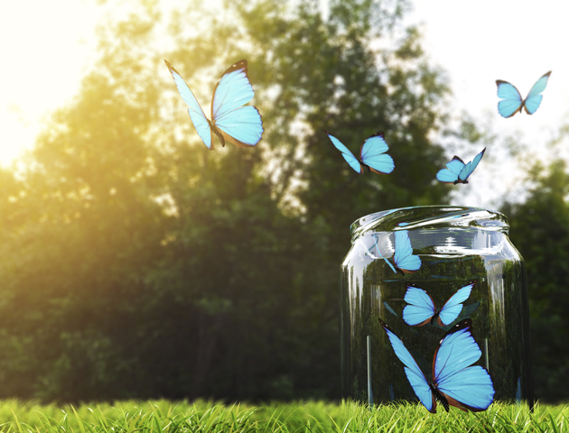 image of butterflies in a garden