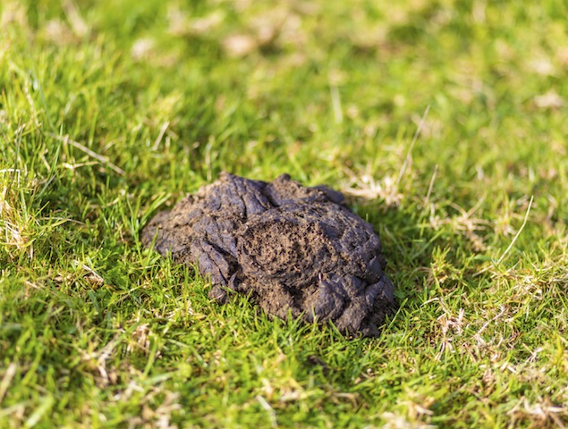 iStock_000068238523_Medium
