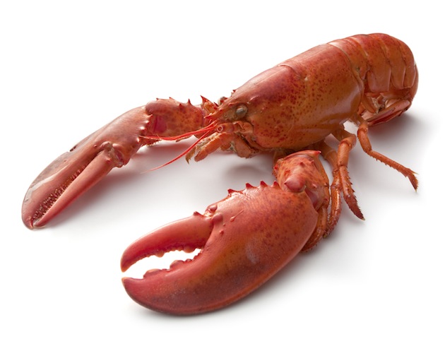 British sayings: lobster