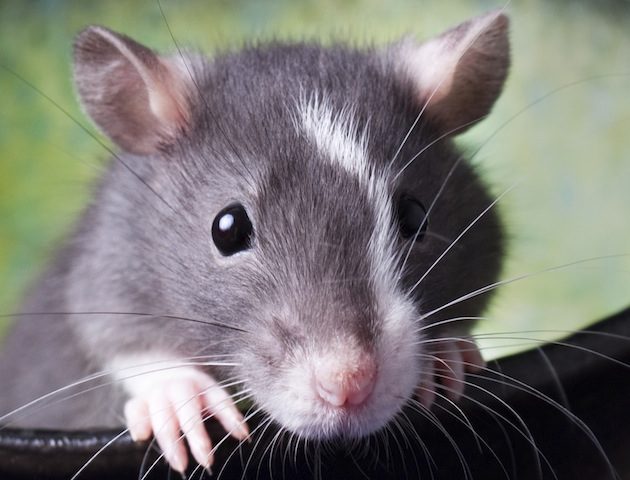 iStockphoto