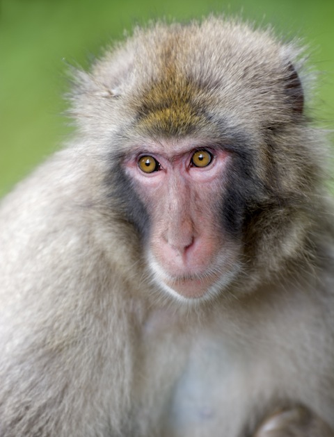 iStockphoto