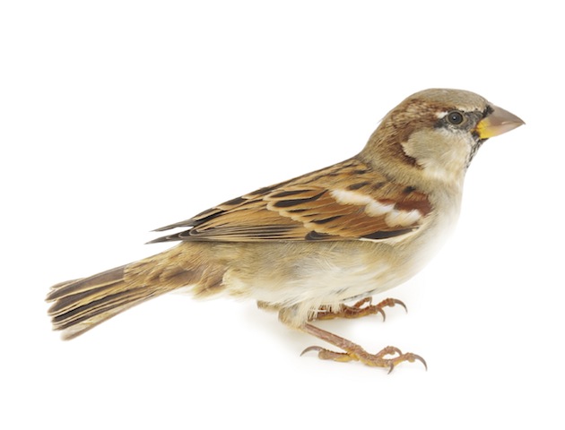 iStockphoto