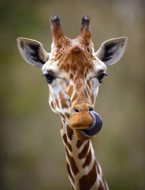 iStockphoto
