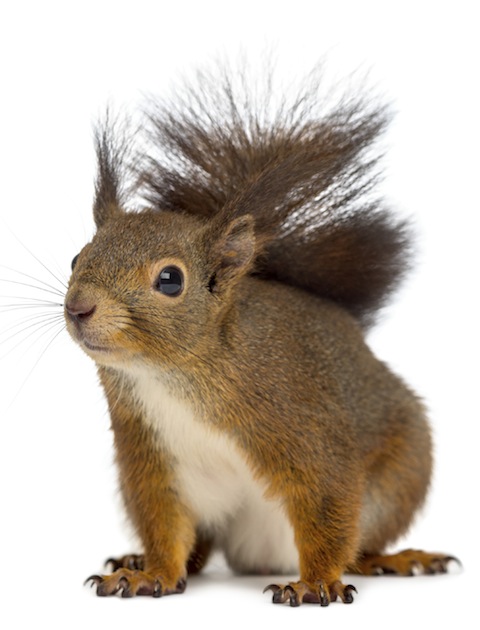 iStockphoto
