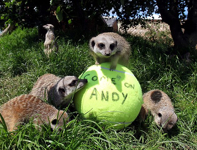 tennis ball