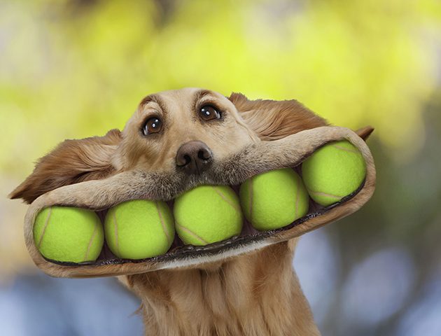 tennis ball