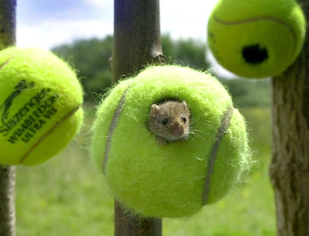 tennis ball