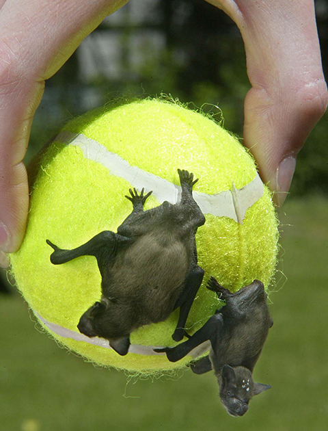 tennis ball