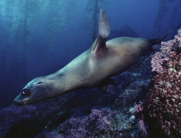 A Californian sealion swimming under the sea