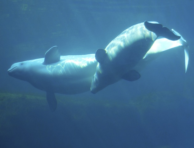 Two beluga whales swimming