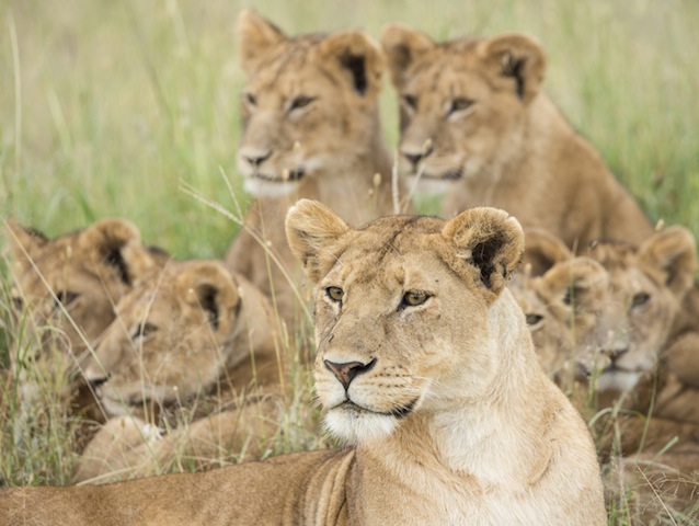 A group of lions sitting and lying down on the ground