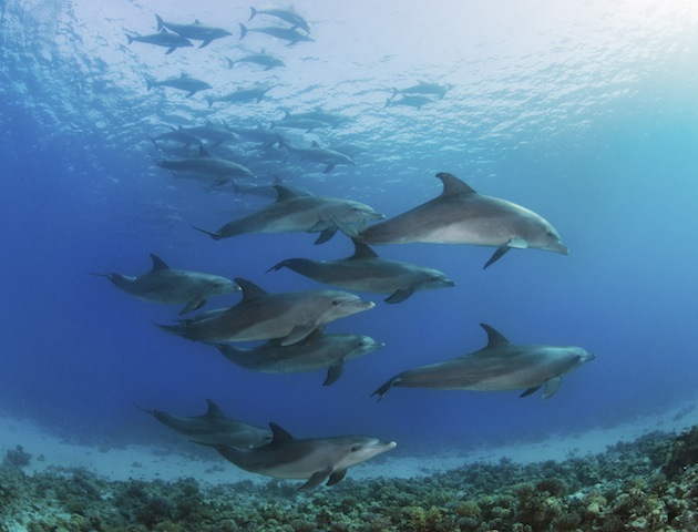 Dolphins swimming in the sea