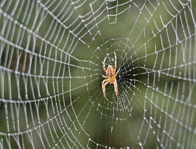 iStockphoto