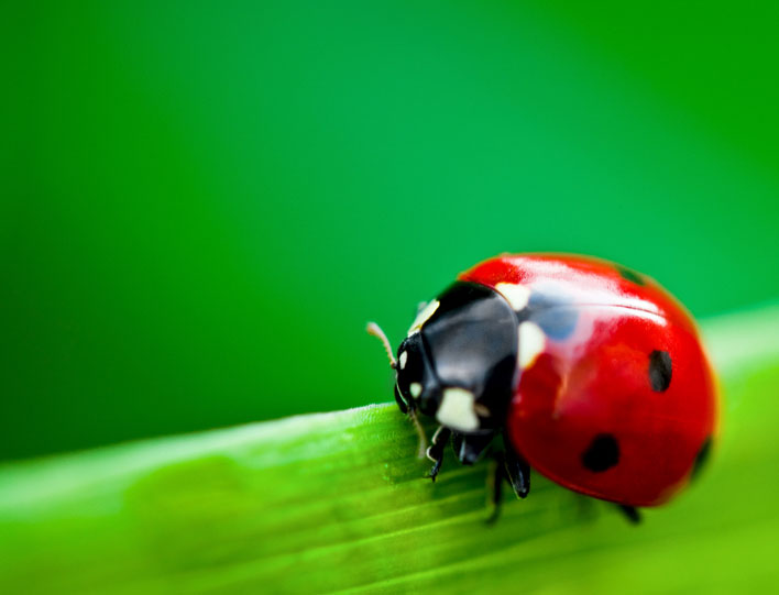 iStock