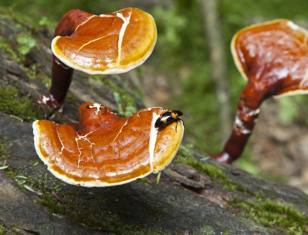 iStockphoto