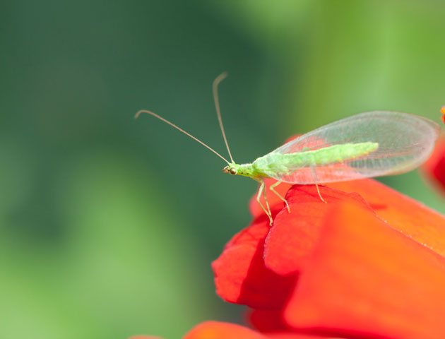 iStock