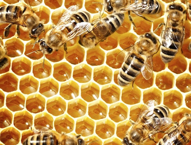 Honey bees