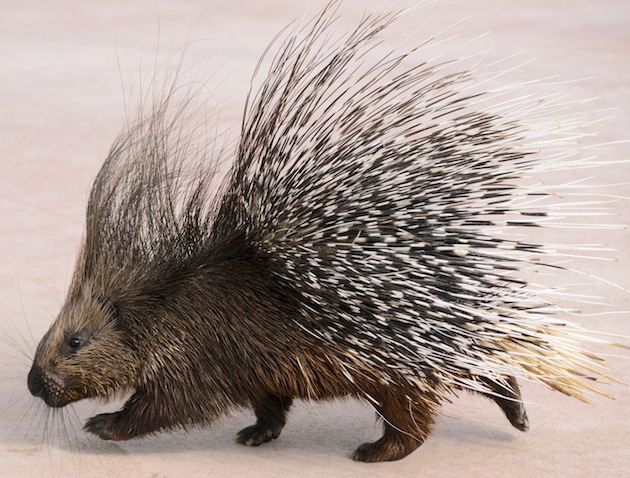 porcupine walking
