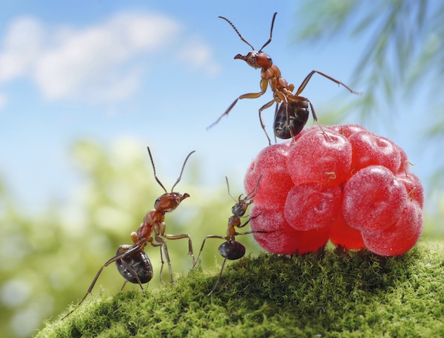 iStockphoto