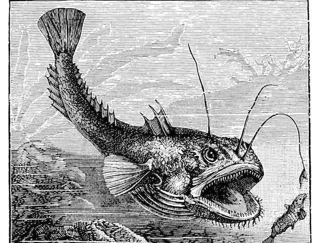 Antique illustration of angler or fishing-frog (Lophius piscatorius)