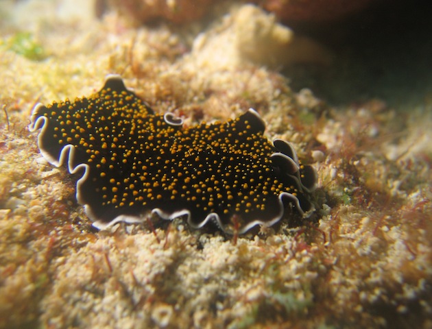 A yellow spotted white fringed flatworm on the reef.