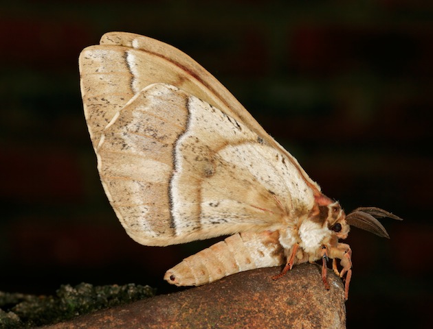 iStockphoto