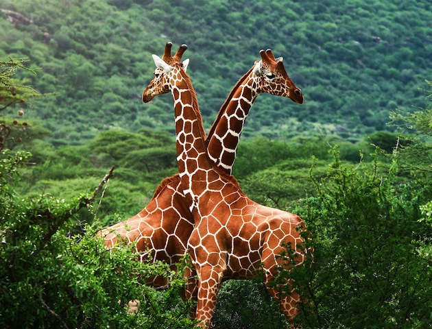 Two Africa Giraffes in Africa showing love and care