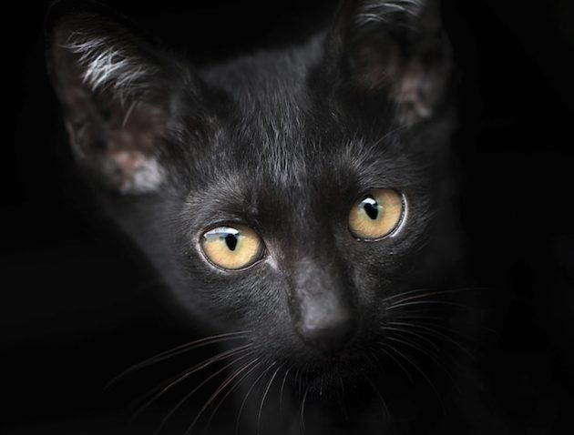 Black cat, yellow eyes blazing