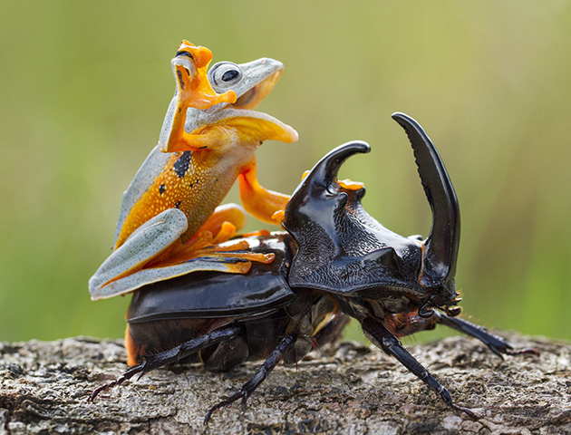 Rex/Shutterstock