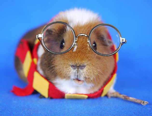 husky and wolf mix puppies