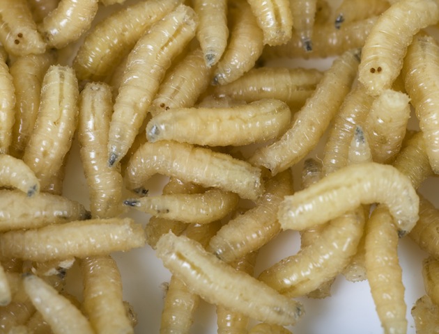 iStockphoto