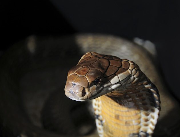Cobra