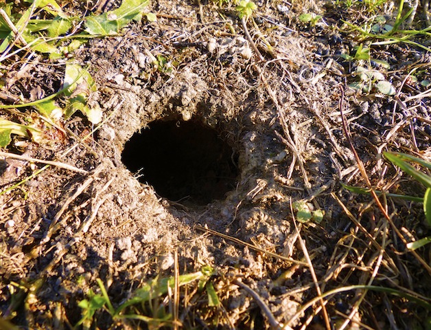 Rabbit hole