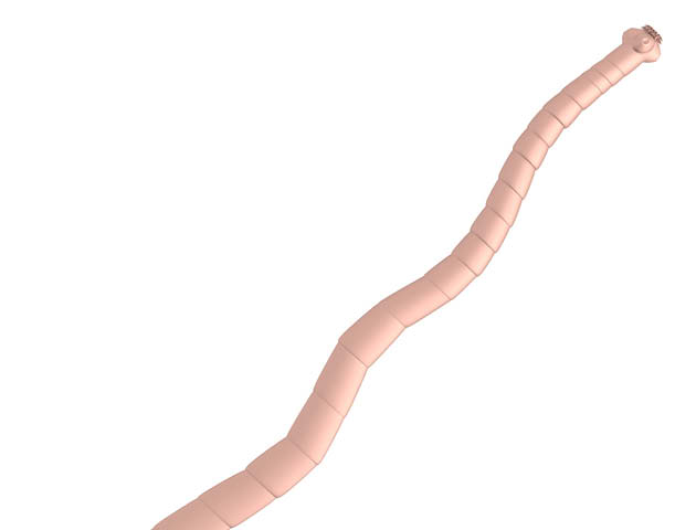 Tapeworm