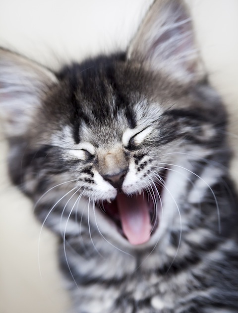 iStockphoto