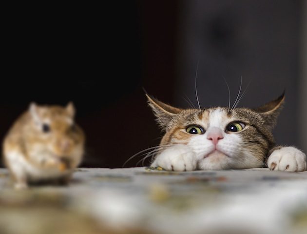 iStockphoto
